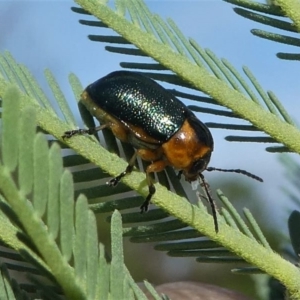 Aporocera (Aporocera) consors at Red Hill, ACT - 28 Mar 2020