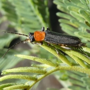 Chauliognathus tricolor at Red Hill, ACT - 28 Mar 2020