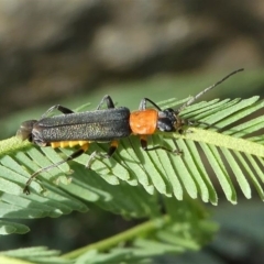 Chauliognathus tricolor at Red Hill, ACT - 28 Mar 2020