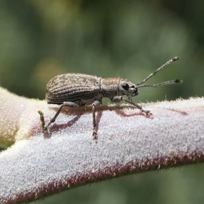 Titinia tenuis (Titinia weevil) at Red Hill, ACT - 28 Mar 2020 by HarveyPerkins