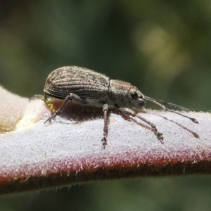 Titinia tenuis at Red Hill, ACT - 28 Mar 2020