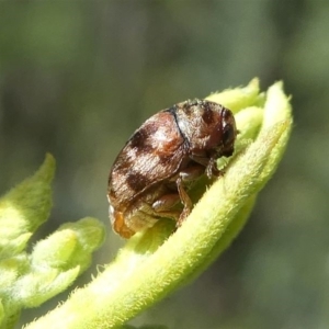 Elaphodes sp. (genus) at Red Hill, ACT - suppressed