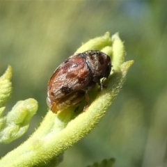 Elaphodes sp. (genus) at Red Hill, ACT - suppressed