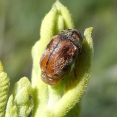 Elaphodes sp. (genus) at Red Hill, ACT - suppressed