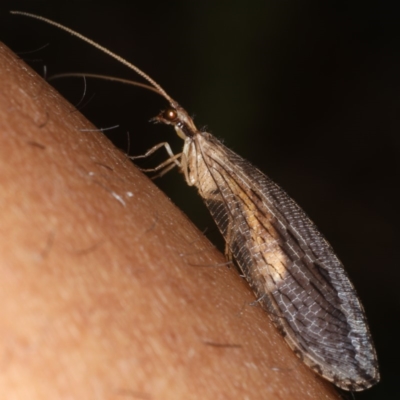 Stenosmylus stenopterus (An Osmylid Lacewing) at Majura, ACT - 28 Mar 2020 by jbromilow50