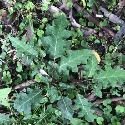 Solanum prinophyllum (Forest Nightshade) at Wattamolla, NSW - 16 Mar 2020 by WattaWanderer