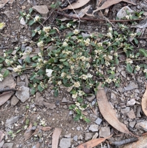 Alternanthera sp. A Flora of NSW (M. Gray 5187) J. Palmer at Cook, ACT - 28 Mar 2020 02:00 PM