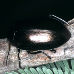 Chalcopteroides spectabilis (Rainbow darkling beetle) at Majura, ACT - 28 Mar 2020 by jbromilow50