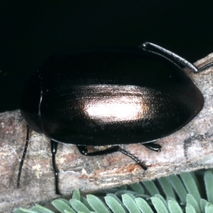 Chalcopteroides spectabilis at Majura, ACT - 28 Mar 2020