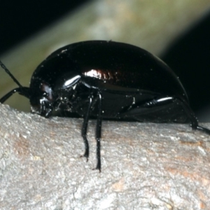 Chalcopteroides spectabilis at Majura, ACT - 28 Mar 2020