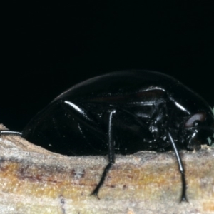 Chalcopteroides spectabilis at Majura, ACT - 28 Mar 2020 04:05 PM