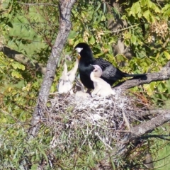 Anhinga novaehollandiae (Australasian Darter) at Bega, NSW - 29 Mar 2020 by MatthewHiggins