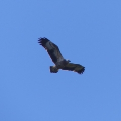 Haliaeetus leucogaster (White-bellied Sea-Eagle) at Bega, NSW - 28 Mar 2020 by MatthewHiggins