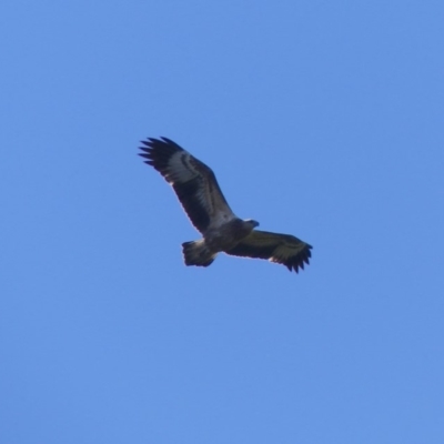 Haliaeetus leucogaster (White-bellied Sea-Eagle) at Bega, NSW - 28 Mar 2020 by MatthewHiggins