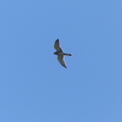 Falco cenchroides (Nankeen Kestrel) at Bega, NSW - 29 Mar 2020 by MatthewHiggins
