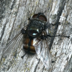 Rutilia (Donovanius) sp. (genus & subgenus) (A Bristle Fly) at Majura, ACT - 28 Mar 2020 by jb2602