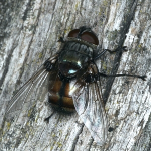 Rutilia (Donovanius) sp. (genus & subgenus) at Majura, ACT - 28 Mar 2020