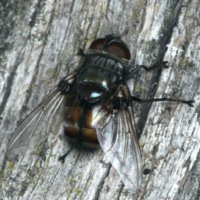 Rutilia (Donovanius) sp. (genus & subgenus) (A Bristle Fly) at Majura, ACT - 28 Mar 2020 by jbromilow50