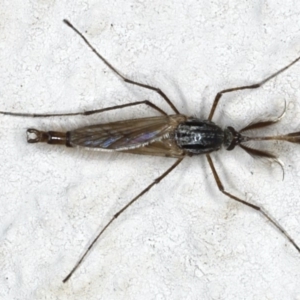 Culicidae (family) at Ainslie, ACT - 28 Mar 2020