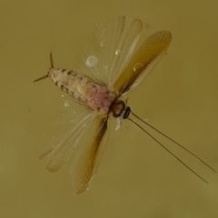 Blattodea (order) (Unidentified cockroach) at Googong, NSW - 28 Mar 2020 by WHall