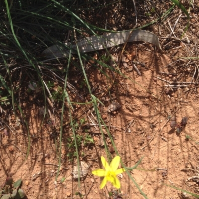 Tricoryne elatior (Yellow Rush Lily) at Hughes, ACT - 29 Mar 2020 by jennyt