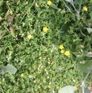 Oxalis thompsoniae at Hughes, ACT - 29 Mar 2020