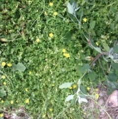 Oxalis thompsoniae at Hughes, ACT - 29 Mar 2020