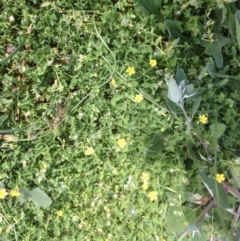 Oxalis thompsoniae at Hughes, ACT - 29 Mar 2020