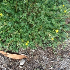 Oxalis thompsoniae at Hughes, ACT - 29 Mar 2020