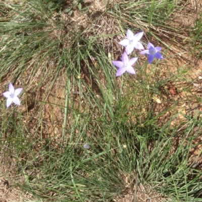Wahlenbergia sp. (Bluebell) at Hughes, ACT - 29 Mar 2020 by jennyt