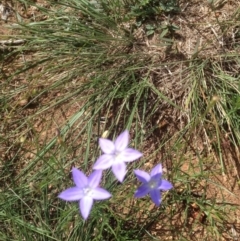 Wahlenbergia sp. at Hughes, ACT - 29 Mar 2020