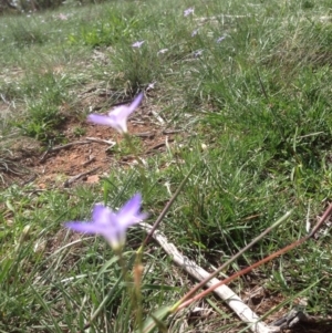 Wahlenbergia sp. at Hughes, ACT - 29 Mar 2020 01:48 PM