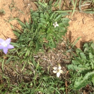 Wahlenbergia luteola at Hughes, ACT - 29 Mar 2020 01:53 PM