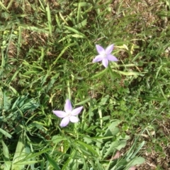 Wahlenbergia luteola at Hughes, ACT - 29 Mar 2020