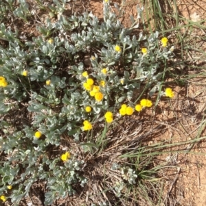 Chrysocephalum apiculatum at Hughes, ACT - 29 Mar 2020