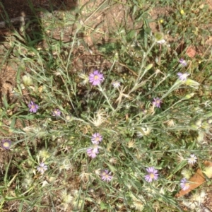 Vittadinia cuneata var. cuneata at Hughes, ACT - 29 Mar 2020