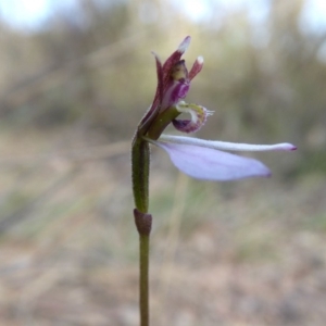 Eriochilus cucullatus at Yass River, NSW - 28 Mar 2020