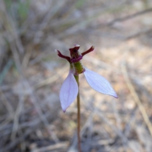 Eriochilus cucullatus at Yass River, NSW - 28 Mar 2020