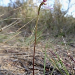 Eriochilus cucullatus at Yass River, NSW - 28 Mar 2020