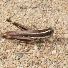 Macrotona australis (Common Macrotona Grasshopper) at Pine Island to Point Hut - 28 Mar 2020 by RodDeb