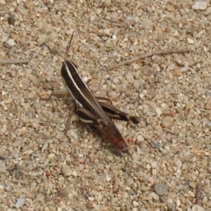 Macrotona australis at Greenway, ACT - 28 Mar 2020