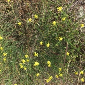 Tricoryne elatior at Molonglo River Reserve - 29 Mar 2020