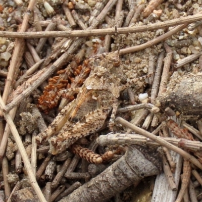 Pycnostictus sp. 1 (Confusing bandwing) at Pine Island to Point Hut - 28 Mar 2020 by RodDeb