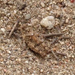 Pycnostictus sp. 1 at Greenway, ACT - 28 Mar 2020