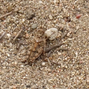 Pycnostictus sp. 1 at Greenway, ACT - 28 Mar 2020