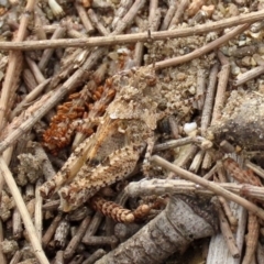 Pycnostictus sp. 1 at Greenway, ACT - 28 Mar 2020