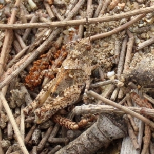 Pycnostictus sp. 1 at Greenway, ACT - 28 Mar 2020