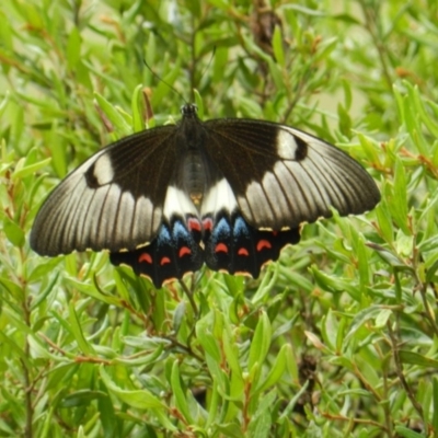 Papilio aegeus (Orchard Swallowtail, Large Citrus Butterfly) at South Wolumla, NSW - 8 Feb 2012 by SueMuffler