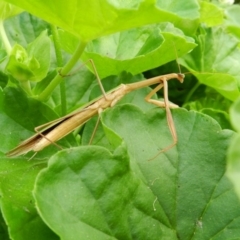 Tenodera australasiae (Purple-winged mantid) at South Wolumla, NSW - 3 Apr 2012 by SueMuffler