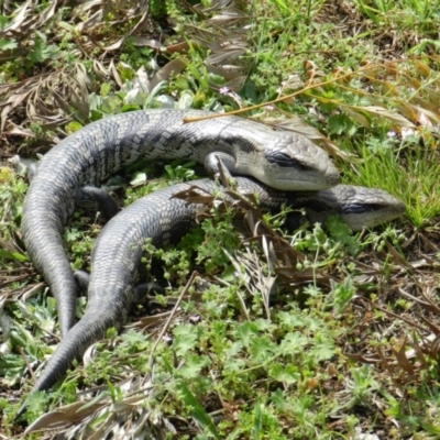 Tiliqua scincoides scincoides (Eastern Blue-tongue) at South Wolumla, NSW - 30 Sep 2012 by SueMuffler